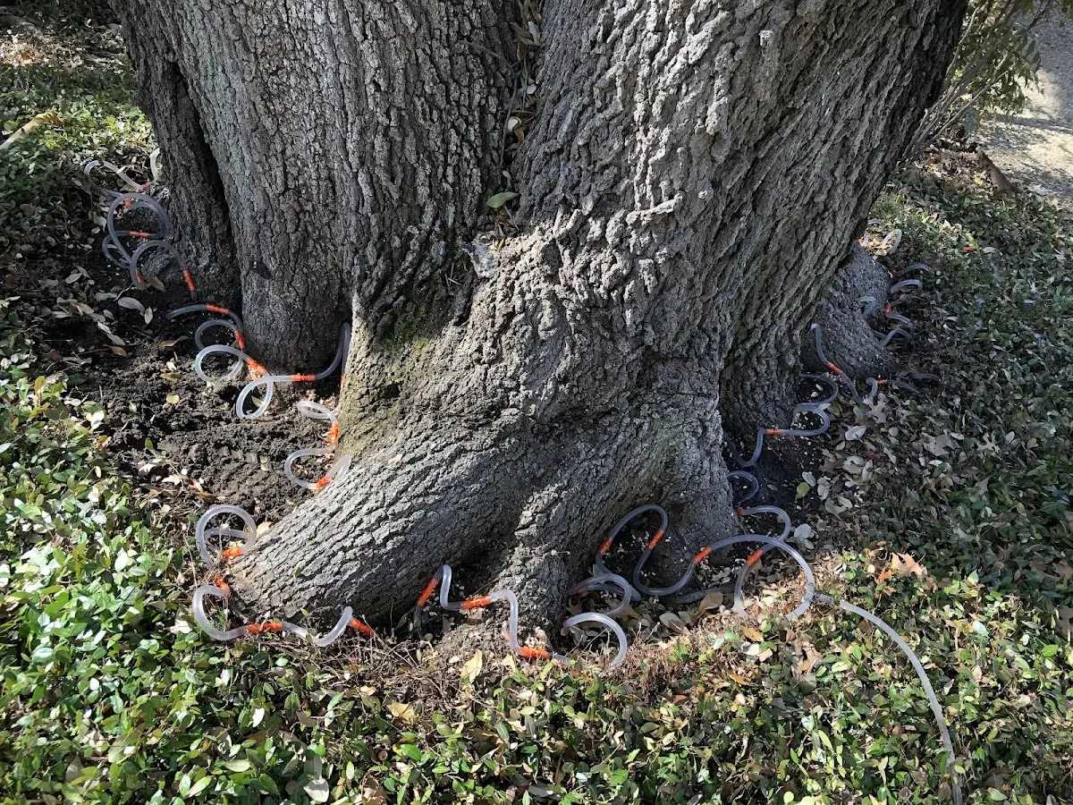 Detailed Tree Cabling and Bracing job site in Kettleman City