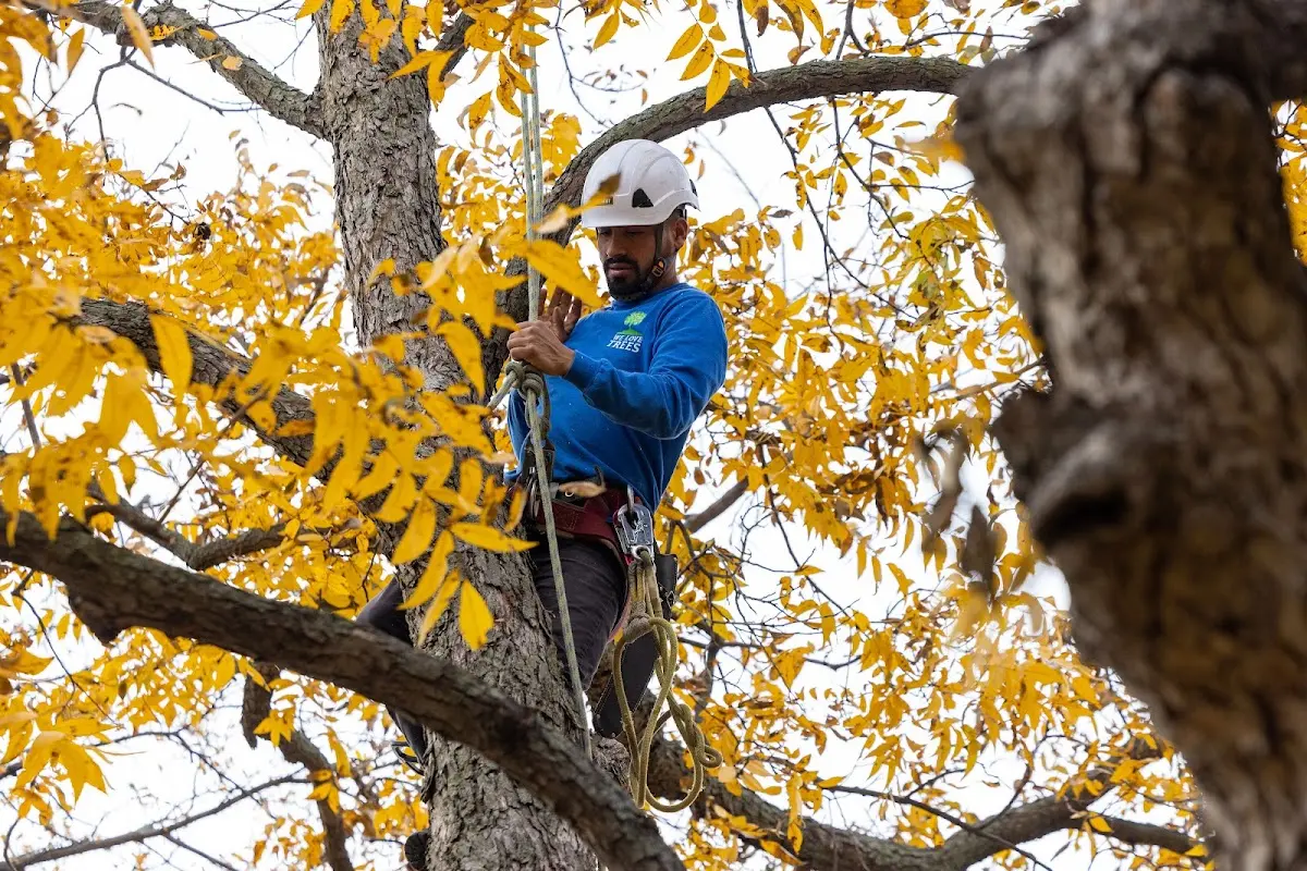 Skilled Tree Planing crew working in Kettleman City